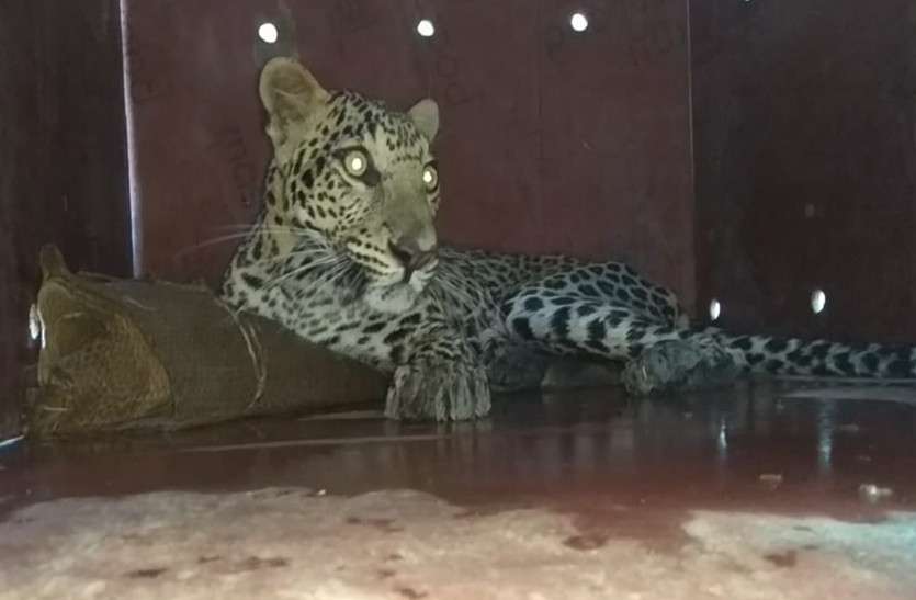 तेंदुए की दस्तक से थर्राया गांव, पकडऩे विभाग के छूटे पसीने, देखिए वीडियो...