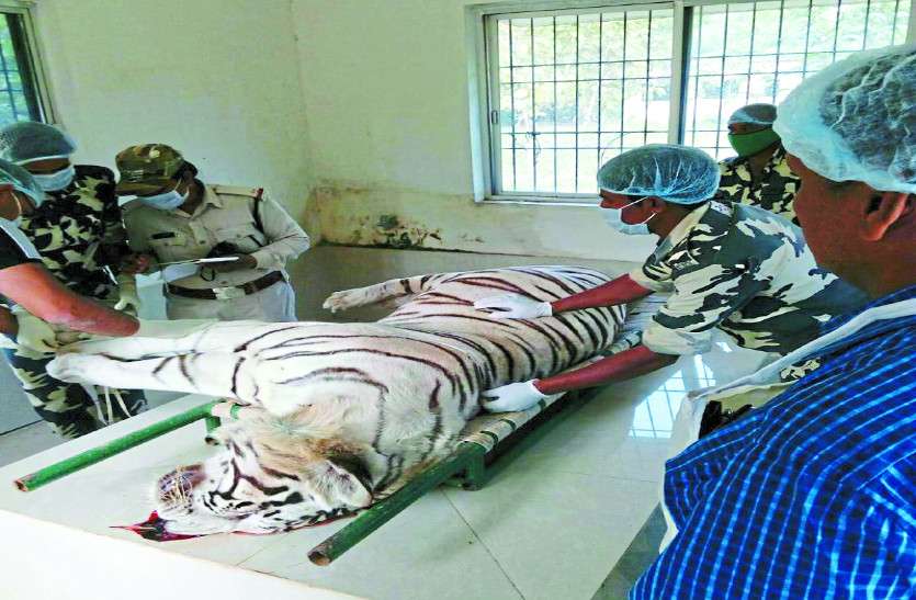 Tiger death due to snake bite in Bilaspur Chhattisgarh