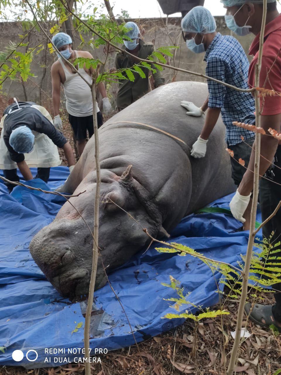 Hippo kid found in post-mortem In zoological garden in Chhattisgarh