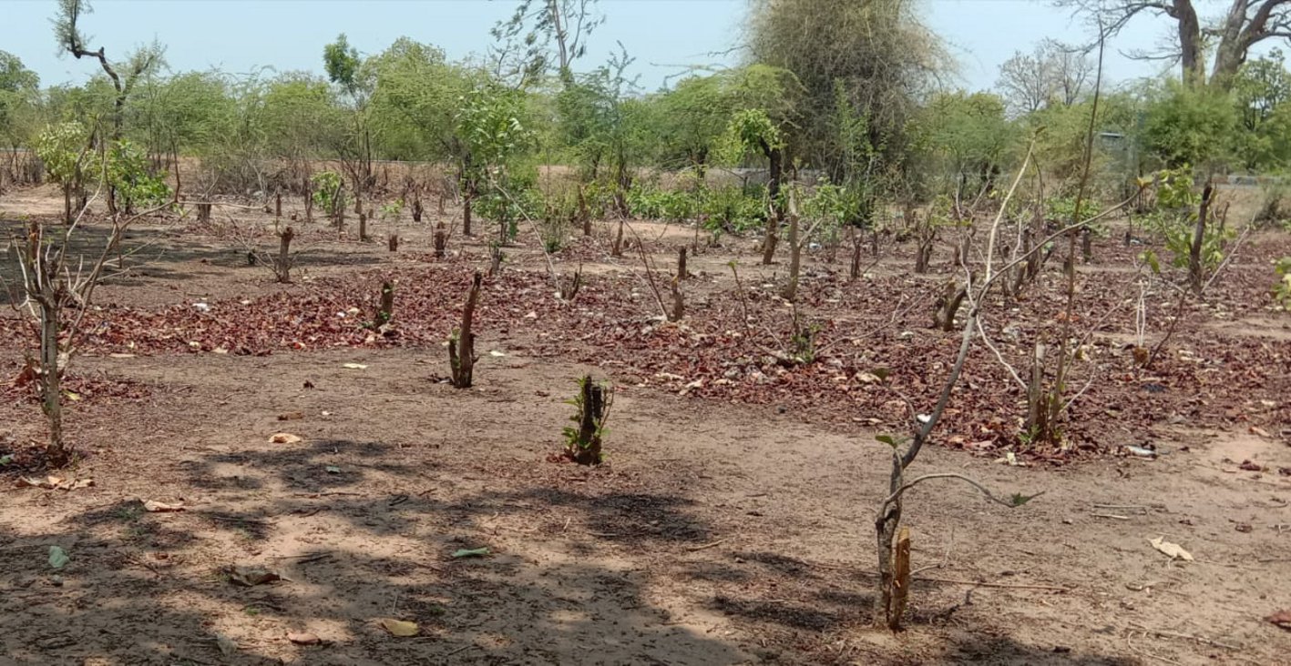 Forest Department had planted teak of Teak, now has become barren