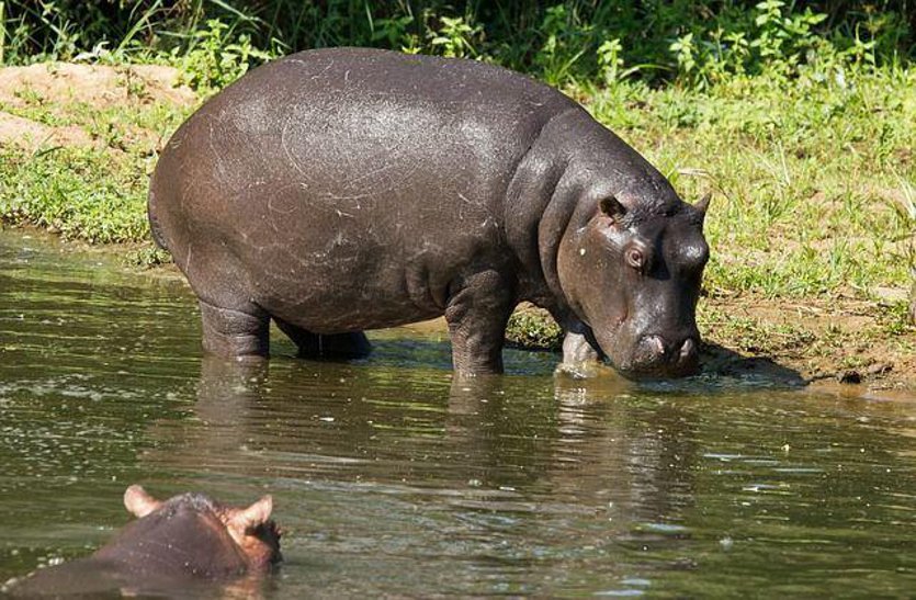 death of hippopotamus due to heat and lack of water