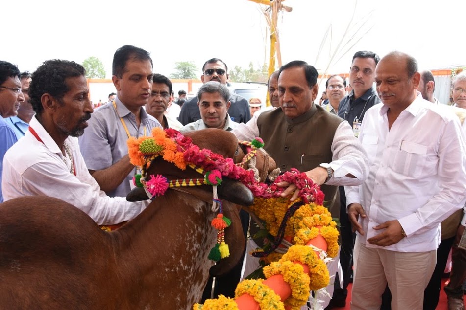 Kankreji, Gir cows, Krishi Mahotsav