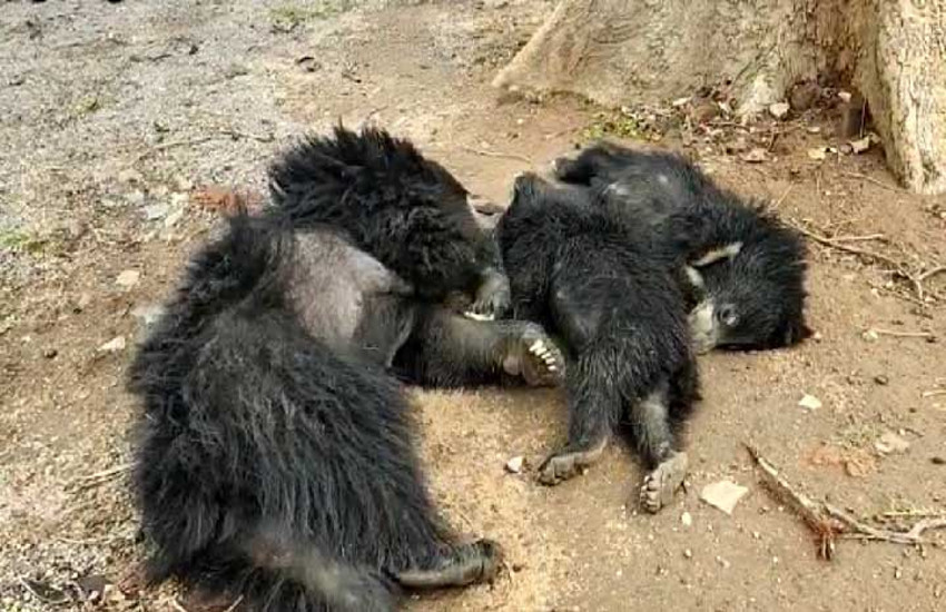 करंट की चपेट में आने से तीन प्यासे भालुओं की दर्दनाक मौत, देखिए वीडियो
