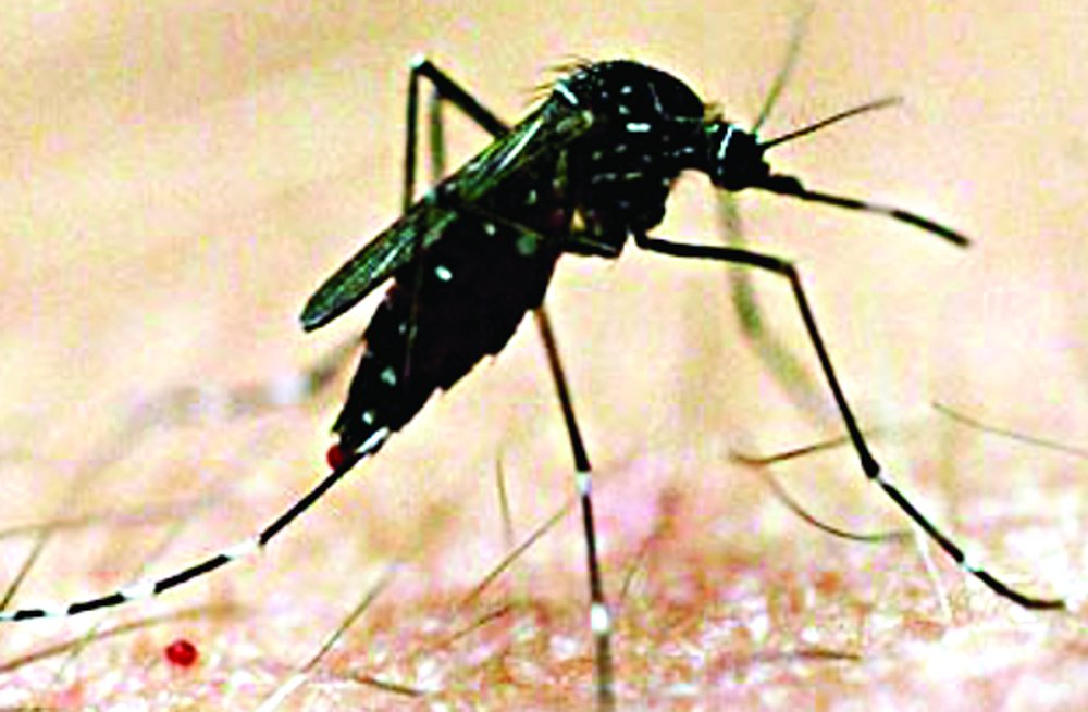  Campaign to run in 29 villages of Panna district, mosquito kill