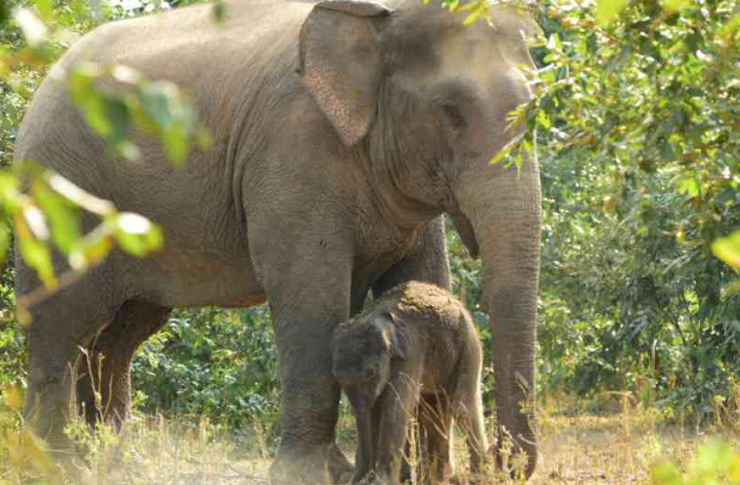 पहली बार झुंड में एक साथ दिखे सात बेबी ऐलीफेंट, पढि़ए क्यों भा रहा हाथियों को कोरबा का जंगल
