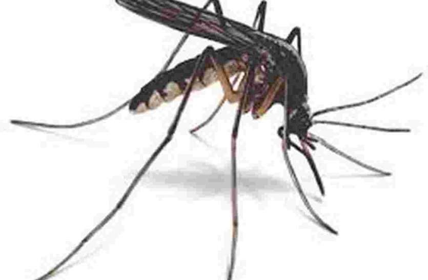 Large action on receiving mosquito larvae in homes