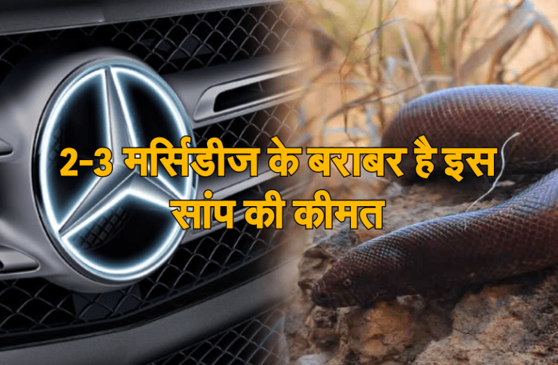 sand boa snake price