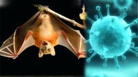 Nipah virus attack in Satna