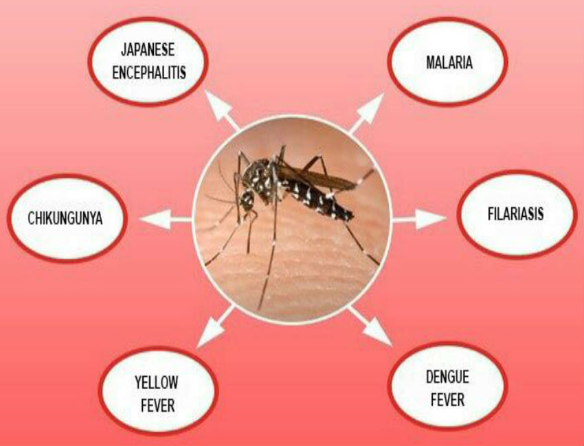 Dengue, Malaria