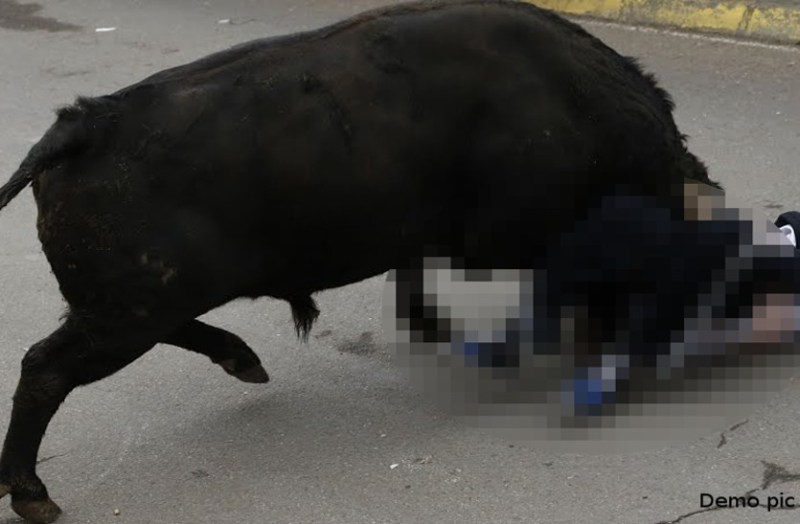 आंगन में बैठी थी महिला, अचानक मौत बनकर दौड़ता हुआ आया सांड, जमीन पर महिला को पटका, मौत