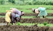 Crisis on 300 villages
