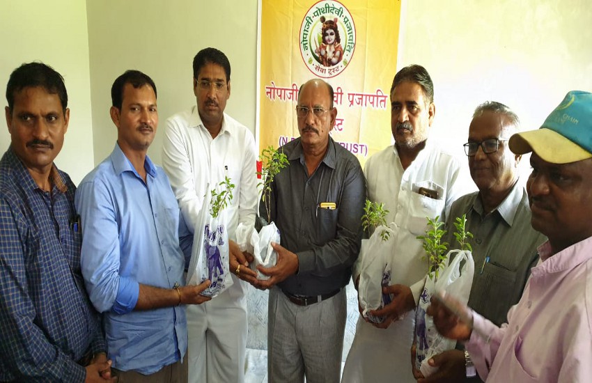 Distribution of 50 thousand plants of Tulsi on 7th