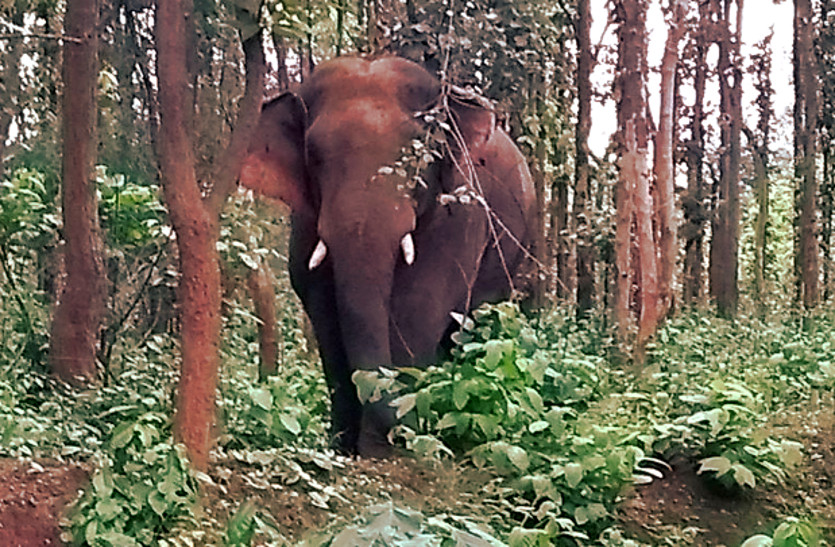 महुआ पेड़ के नीचे डोरी बिन रहे ग्रामीण को दंतैल हाथी ने सुंड से उठाकर पटक दिया। सिर को पैर से दबाकर मार डाला। पास में ही एक अन्य पेड़ के नीचे डोरी बिन रहे ग्रामीण को भी दौड़ाया। उसने आम के पेड़ पर चढक़र जान बचाई।