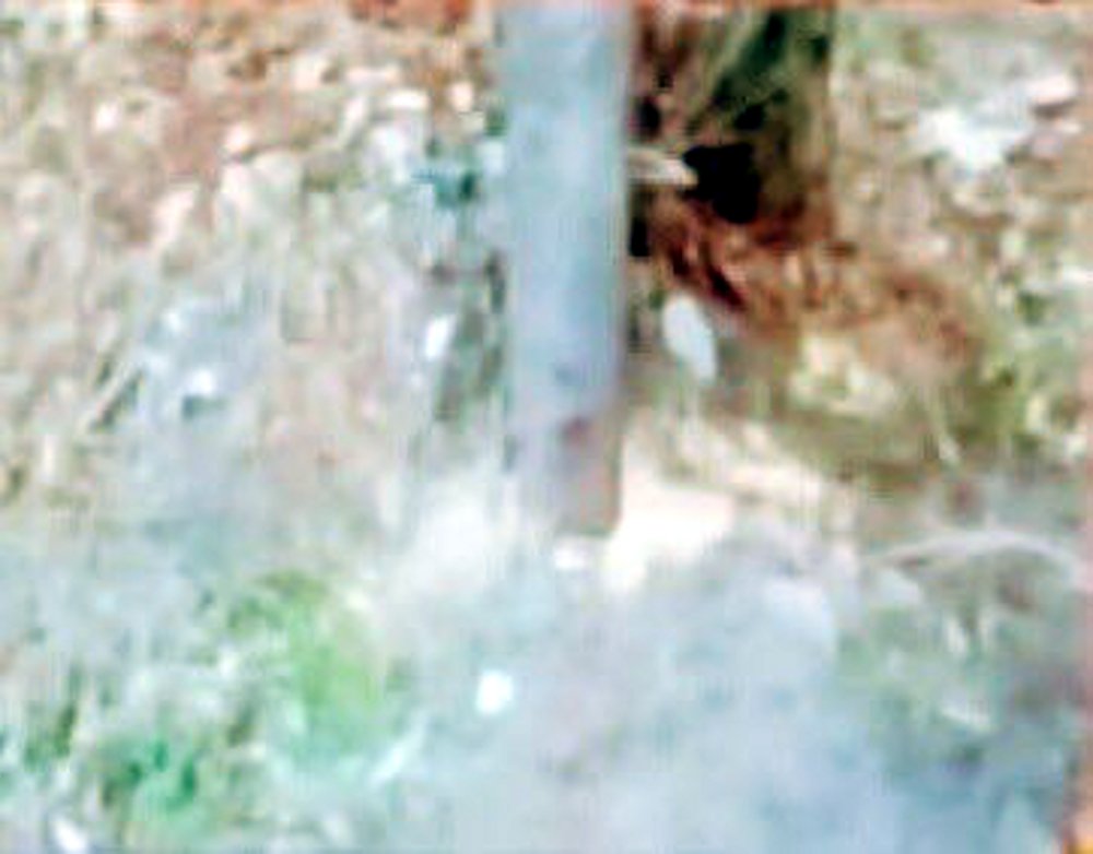 Sandalwood tree stolen from Judge bungalow in maihar