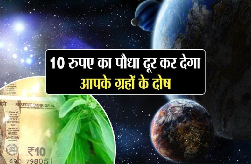 mp forest department