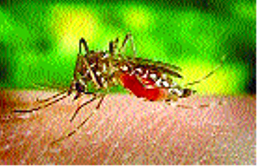 Investigation of AD kit malaria No case positive