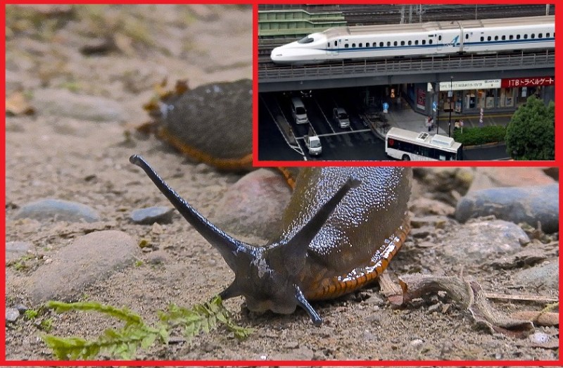 a slug caused railway chaos in japan