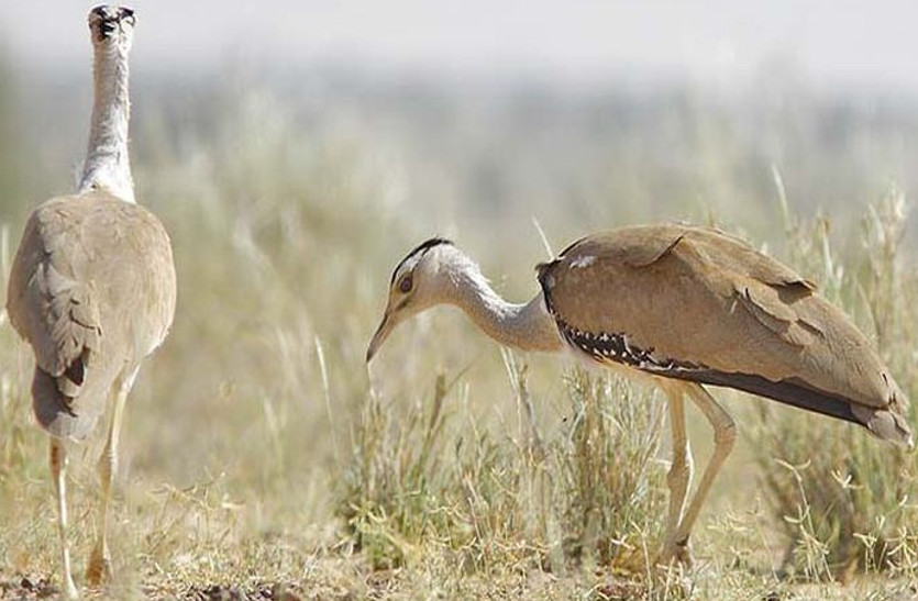 Rajasthan State Bird Godawan Great Indian bustard, Interesting Facts