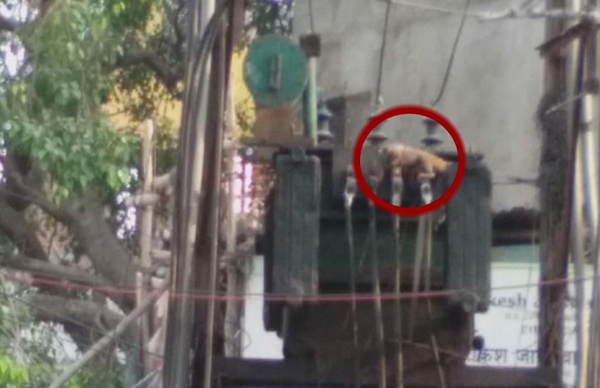 ट्रांसफार्मर में फंसे बंदर के बच्चे की लोगों ने बचायी ऐसे जान, वीडियो देख कर हो जायेंगे हैरान