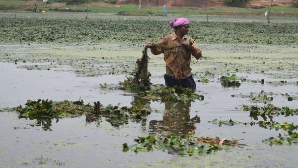 Preparation of singhada crop