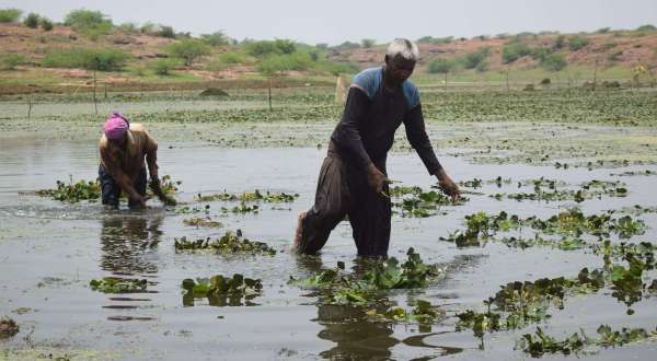 Preparation of singhada crop