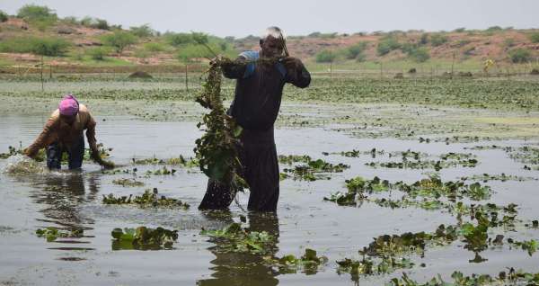 Preparation of singhada crop