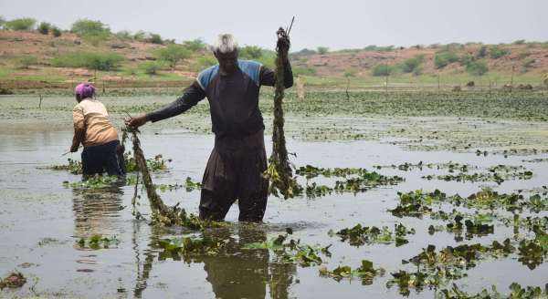Preparation of singhada crop