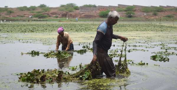 Preparation of singhada crop