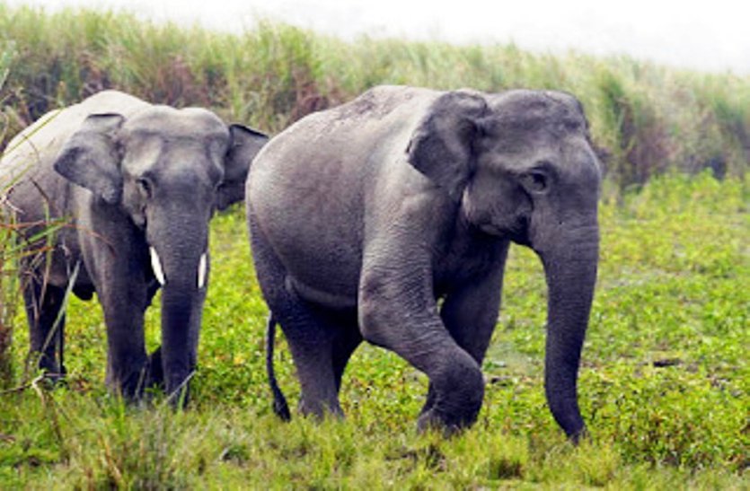 wild elephants crushed farmers, one killed