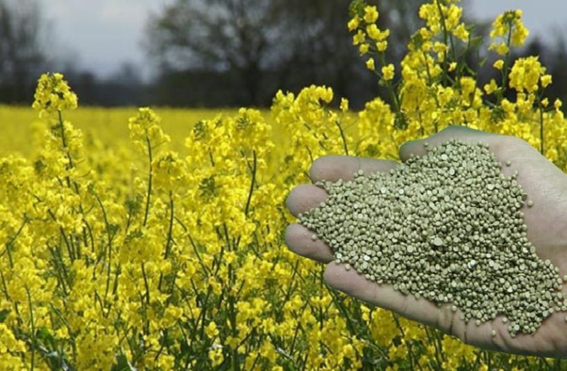 Increase oilseeds