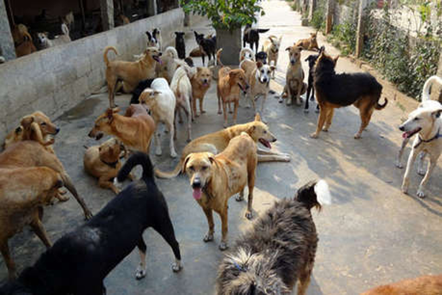Awe of Dogs: A fear of stray dogs reached the collector