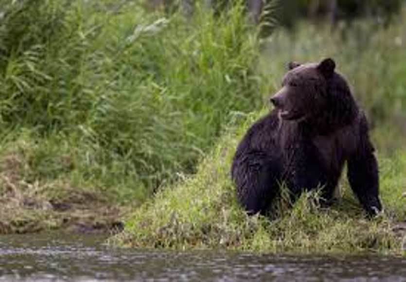 Bear attack : भालू ने हमला किया तो बचपन में पढ़ी वो कहानी आ गई याद, फिर भालू मरा समझकर चला गया और बच गई जान
