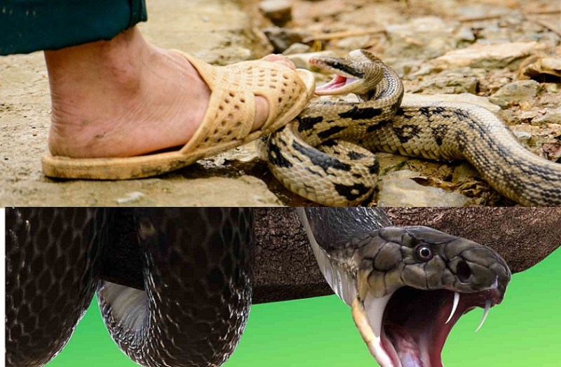 start laughing when snake bites keeps your BP normal