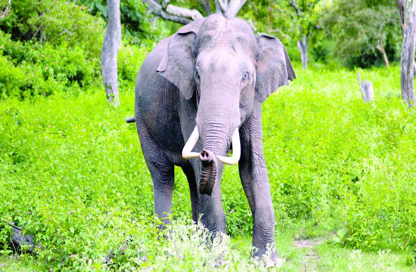 Wild Elephant killed Woman in Jashpur nagar Chhattisgarh