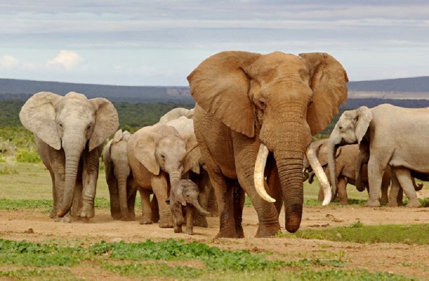 अफ्रीका के सवाना क्षेत्र में पाए जाते हैं सर्वाधिक हाथी