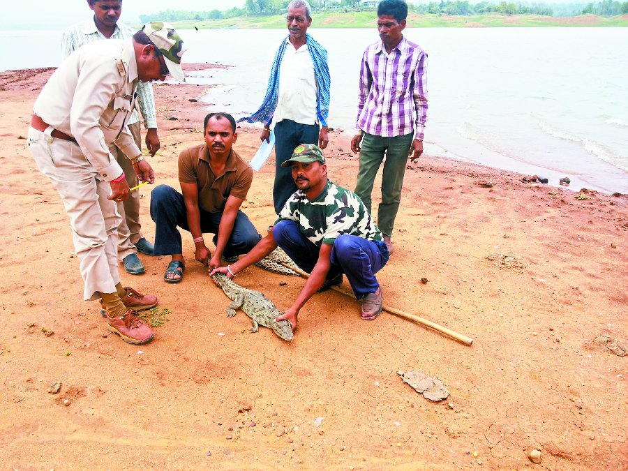Preparing to build a 'gharial century' in madai