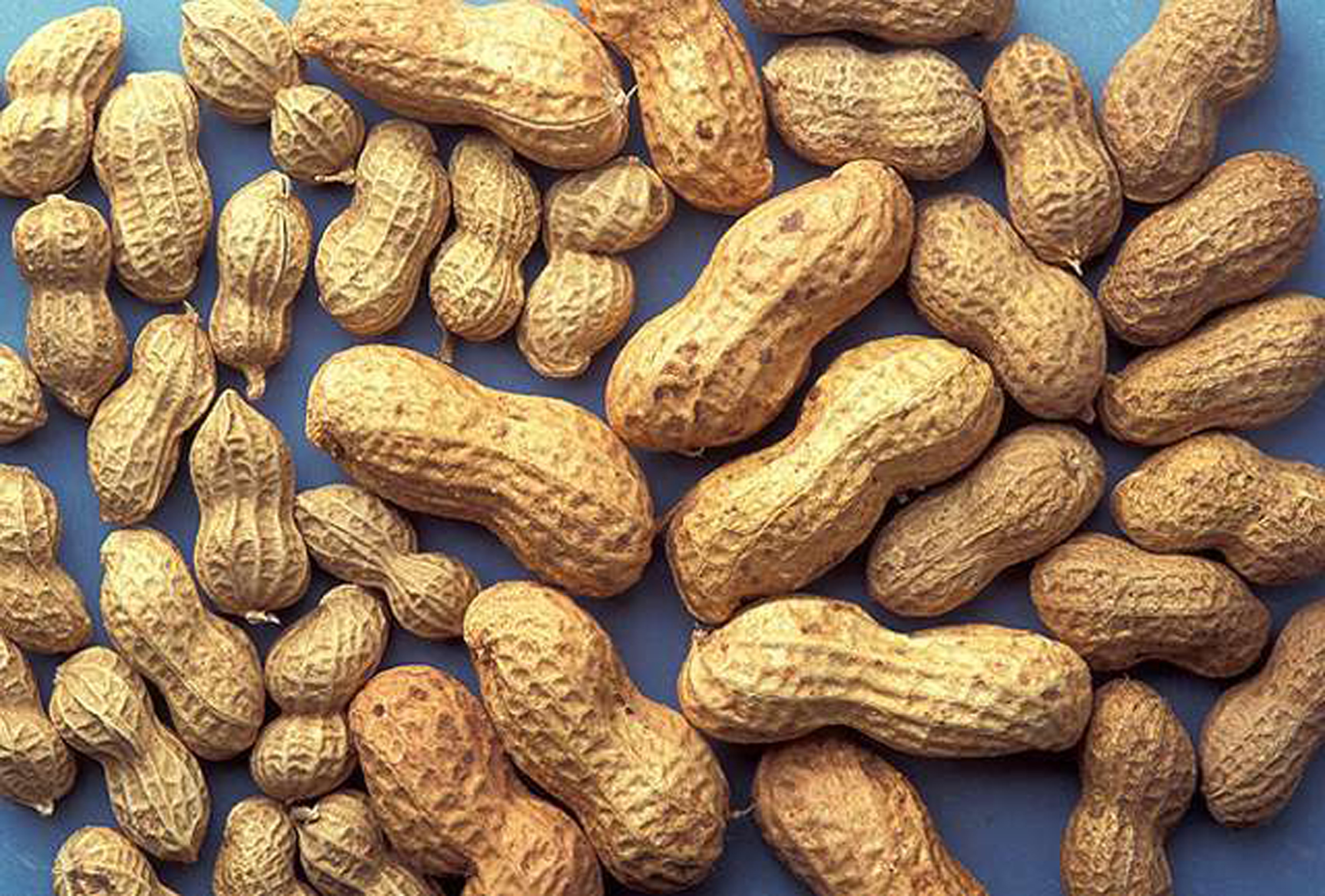 peanut in summer