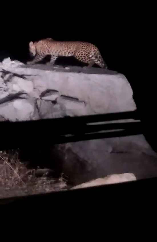 Leopard knock in Gouhrha area of Sihora, rural in panic