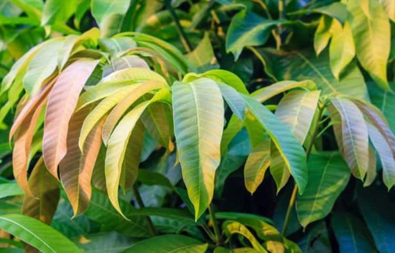 mango leaves