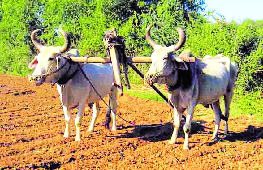 pre mansoon news