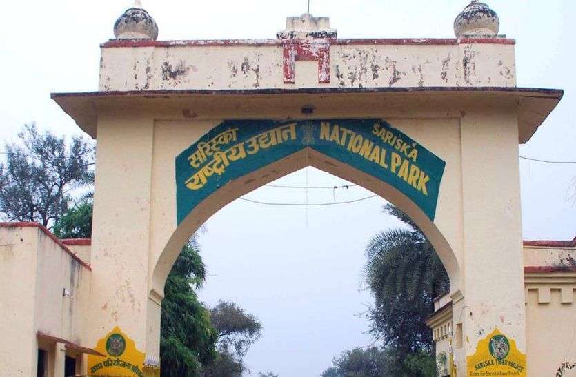 sariska national park men arrested while entering in sariska illegaly