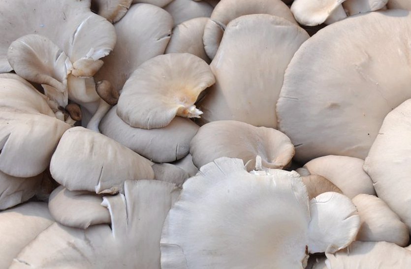 Health Benefits of Mushroom