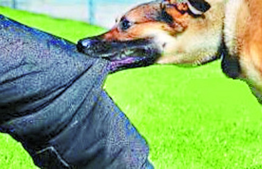 Human Rights Commission has taken cognizance of the bite of dogs, now it will be