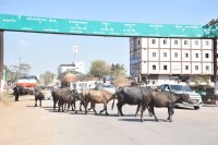 There are lots of animals in Satna Mandi,