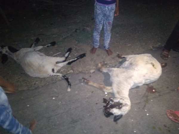 forest department fail to catch Wild elephants from Nepal