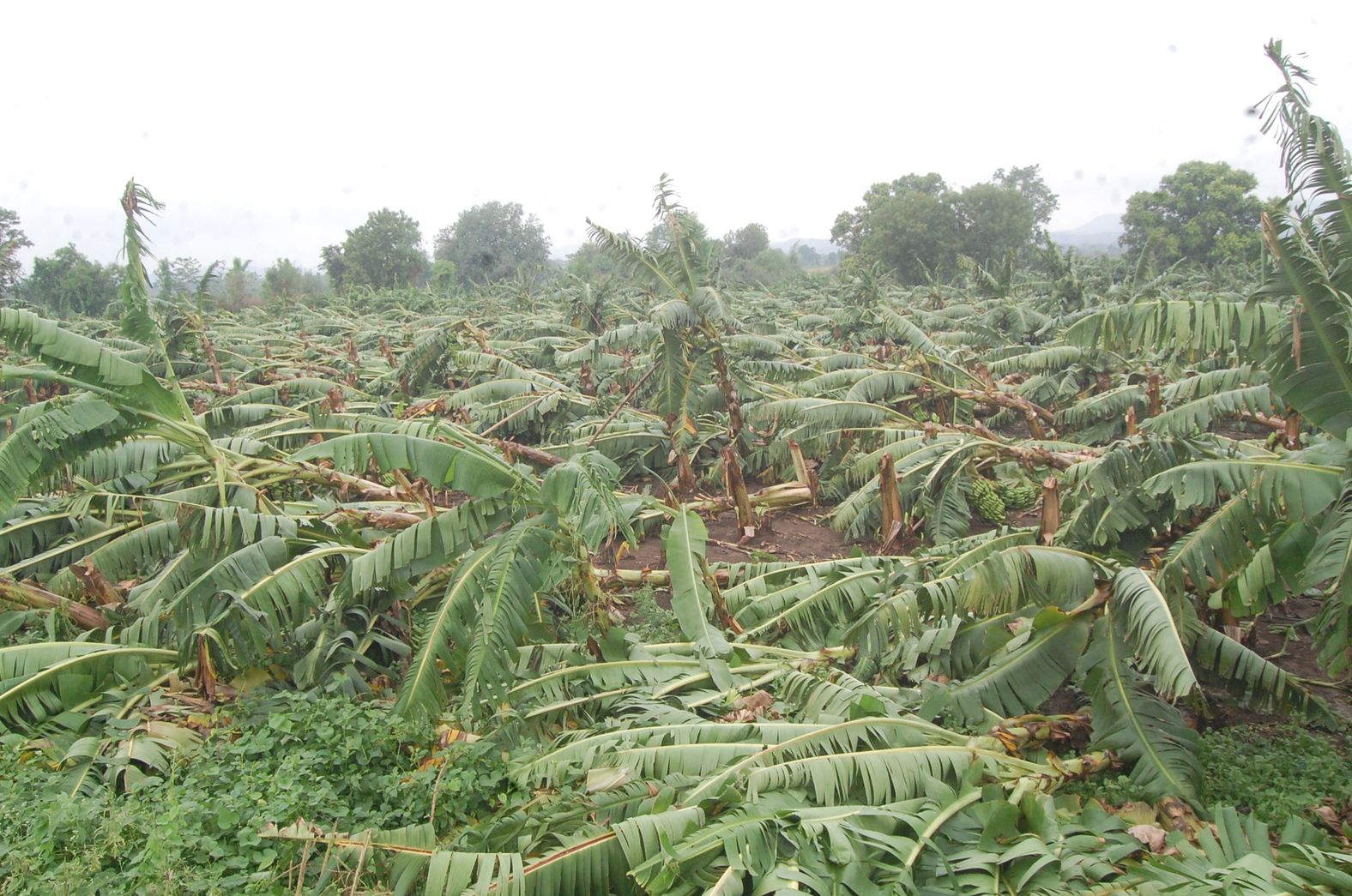Rain damaged banana crop in burhanpur