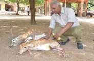 black buck case
