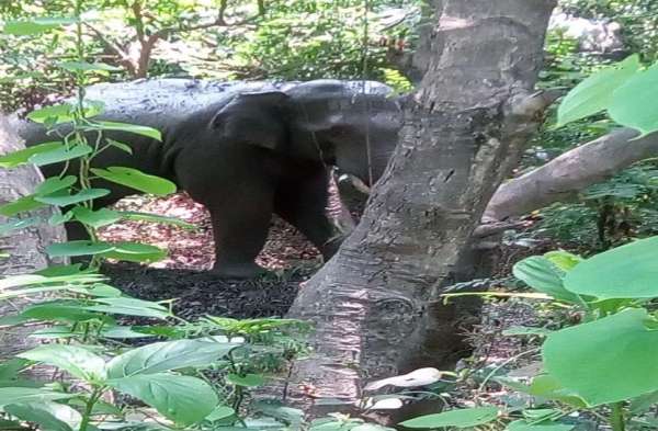 forest department fail to catch Wild elephants from Nepal