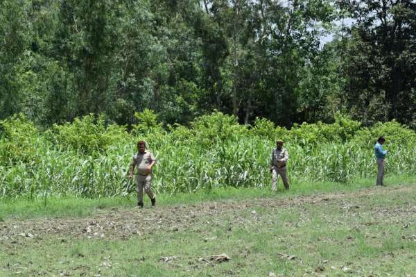 forest department fail to catch Wild elephants from Nepal