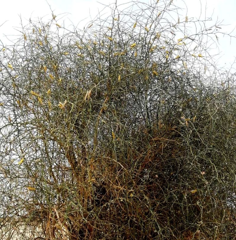 Locust attack in Barmer